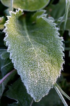 Macro view of frozen grass in the november morning.