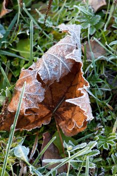 Macro view of frozen maple leaf in the november morning.