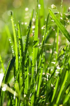 Closeup view of fresh green grass with drops in the morning.