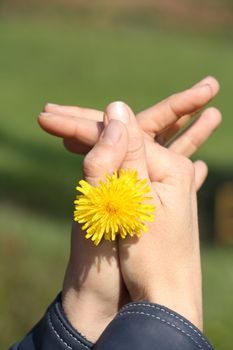 Hands with flower
