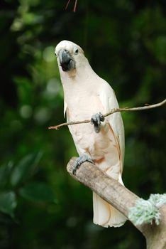 A cockatoo bird sitting in a branch of tree