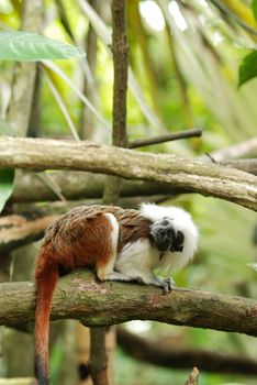 cotton top tamarin monkey in the park