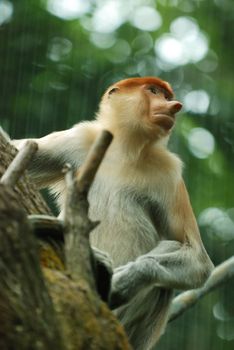 A proboscis monkey in the tree at park