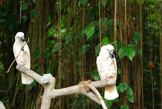 cockatoo birds sitting in a branch of tree