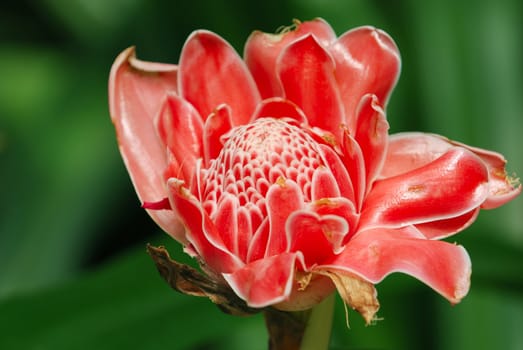 Beautiful ginger flower in the garden