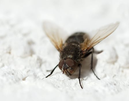 Close-up of a fly showing structure of it's compound eyes.