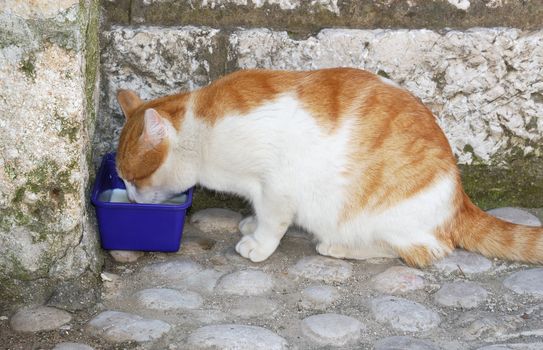 Homeless cat drinking milk on a street from a plastic bowl.