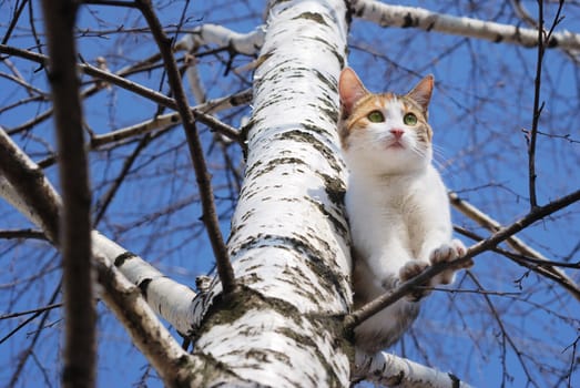 A cat on a tree looking down.
