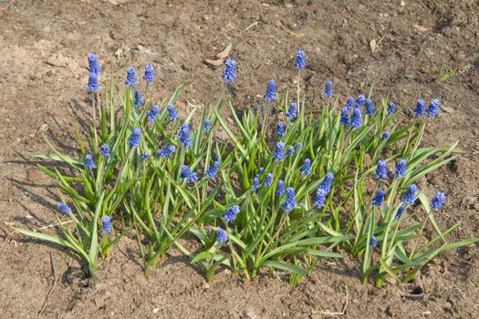 Patch of grape hyacinths (Muscari armeniacum) on dry sand