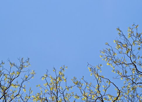 Branches of a tree with yellow flowers against blue sky