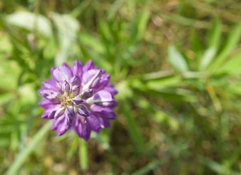 Lupine flower in a field, view from above