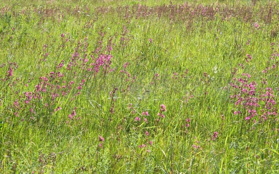 The close-up of grass for texture or background