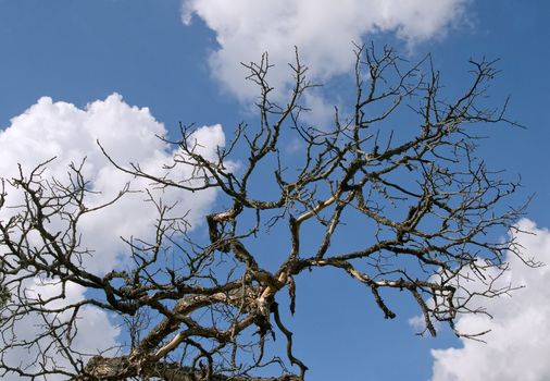 Branches of a dead tree against blue sky