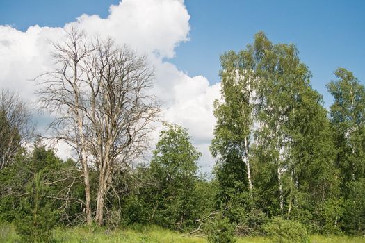 A dead tree on an edge of a forest