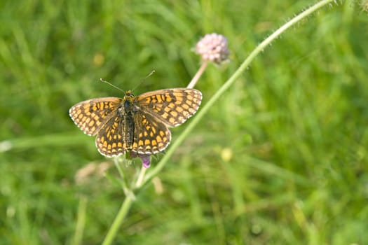 An orange butterfly sinning on a grass blade