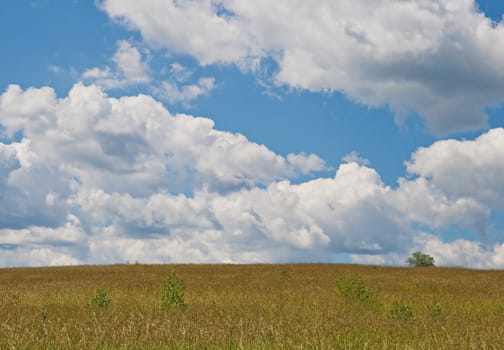 Yellow field and sky with couds in a sunny day