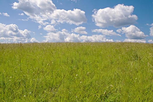 Yellow field and sky with clouds in a sunny day
