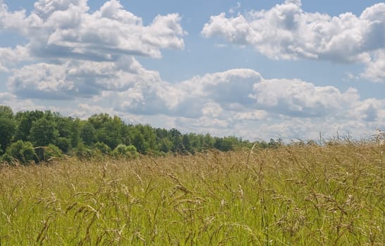 Yellow field and sky with clouds in a sunny day
