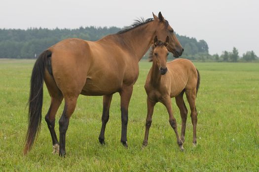 Brown horse with her foal pasturing on a meadow