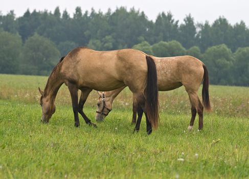 Two pasturing horses on a meadow
