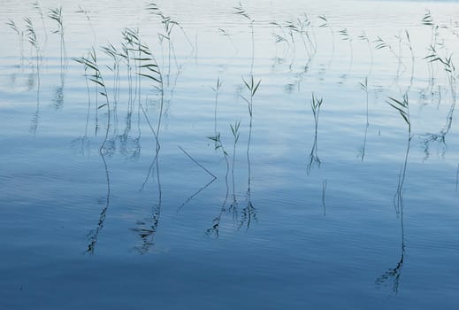 Lake weeds in water in the evening