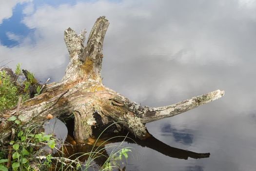 Snag on a river coast, Karelia, Russia