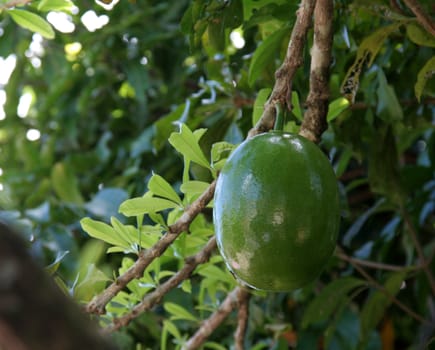Fresh mango fruit hanging from a tree.
