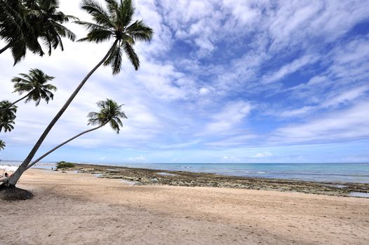 Beach in Brazil
