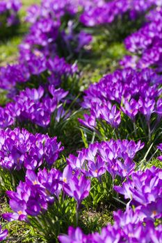 Field of purple spring crocus blooming in the sun in march