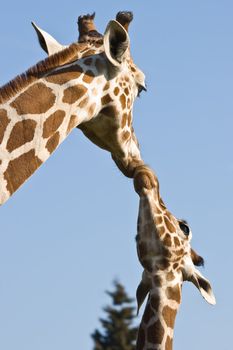 Giraffe mother and baby - love and care- with blue sky background