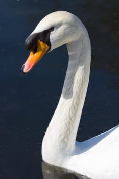 Swimming young white Mute Swan in sunshine portrait 