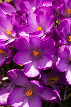 Croup of purple spring crocus blooming in the sun in close view