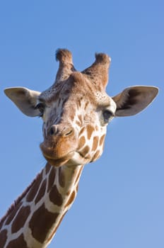 Portrait of female giraffe with blue sky background