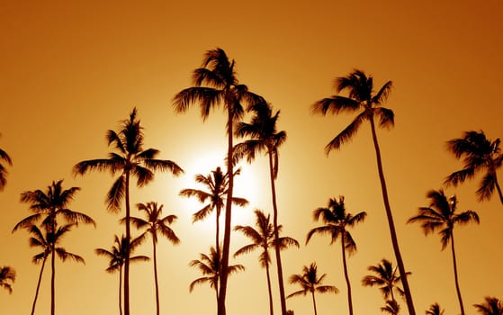 The silhouettes of a bunch of palm trees shot against the setting sun.
