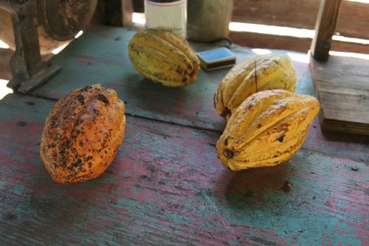 Four ripe cocoa fruit pods sitting a table.