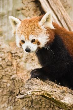 Red Pandas are most active at dawn and dusk and live in the slopes of the south of the Himalayas and the mountainous forests of the southwest of China