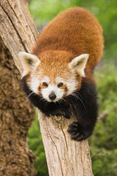 Red Pandas are most active at dawn and dusk and live in the slopes of the south of the Himalayas and the mountainous forests of the southwest of China