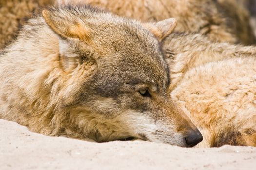 Grey wolf resting in the early morning sun