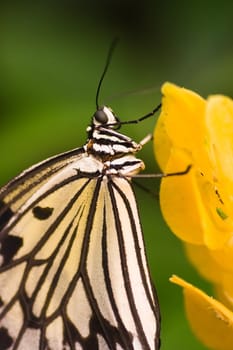 Asian butterfly Idea leuconoe resting on yellow flower