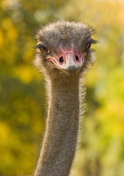 Ostrich (Struthio camelus) is a large flightless bird native to Africa