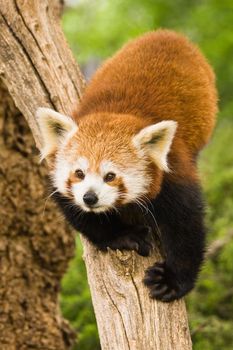 Red Pandas are most active at dawn and dusk and live in the slopes of the south of the Himalayas and the mountainous forests of the southwest of China