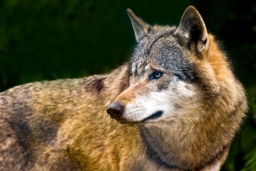 Grey wolf alert and looking around