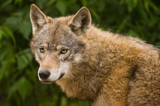 Grey wolf alert and looking around