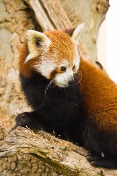 Red Pandas are most active at dawn and dusk and live in the slopes of the south of the Himalayas and the mountainous forests of the southwest of China