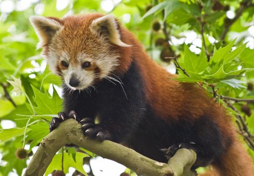 Red Pandas are most active at dawn and dusk and live in the slopes of the south of the Himalayas and the mountainous forests of the southwest of China