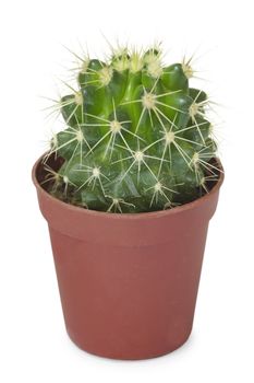 A small round cactus in a pot isolated on a white background