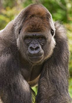 Big silverback gorilla staring and looking angry 