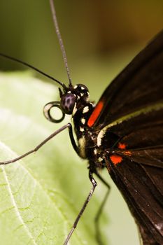 Tropical butterfly lives from Mexico until Brasil