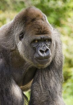 Big silverback gorilla looking angry and agressive