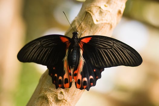 Black, white and red tropical butterfly resting on branch